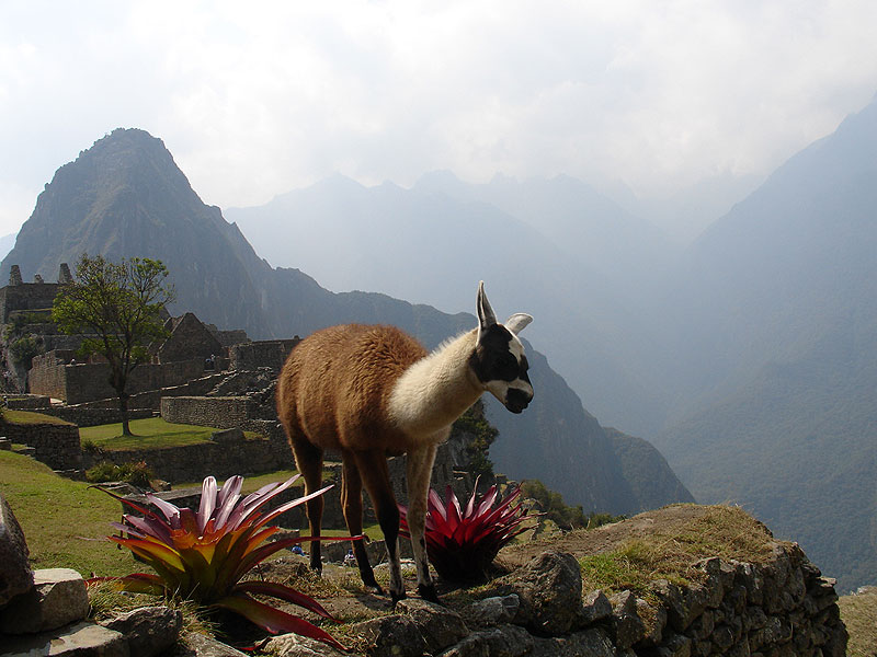 machu picchu pictures. Machu-Picchu
